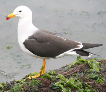 Band-tailed Gull