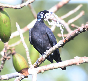 Bare-necked Fruitcrow