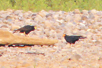 Black Caracaras