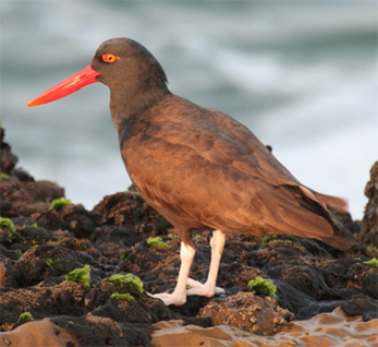 Blackish Oystercatcher