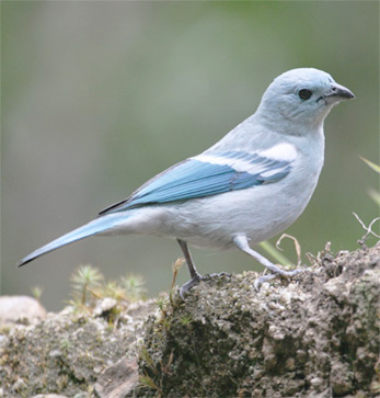 Blue-grey Tanager