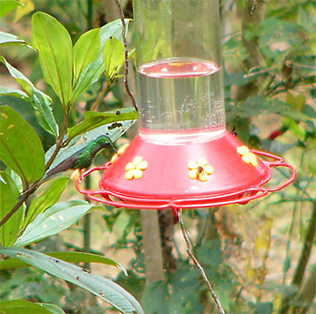 Booted Racket-tail