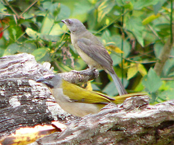 Buff-throated Saltator and juv Blue-and-yellow-tanager