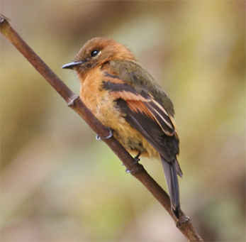Cinnamon Flycatcher