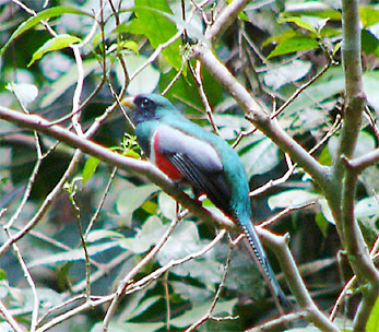 Collared Trogon
