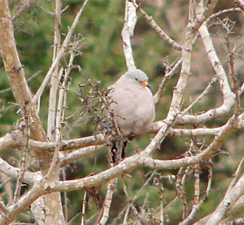 Croaking Ground-dove