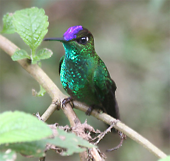 Fork-tailed Woodnymph