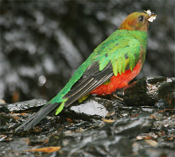 Golden-headed Quetzal