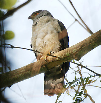 Grey-bellied Goshawk
