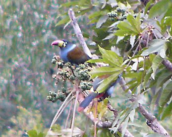 Grey-breasted Mountain-toucans