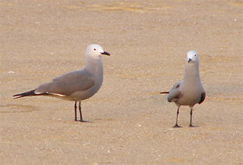 Grey Gulls