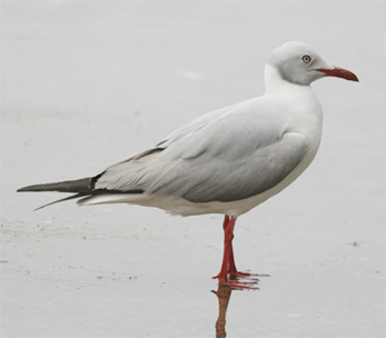 Grey-headed Gull
