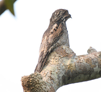 Common Potoo