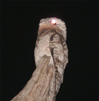 Great Potoo