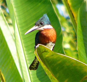 Green Kingfisher