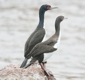 Guanay Cormorant