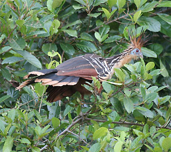 Hoatzin