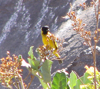 Hooded Siskin