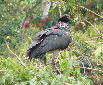 Horned Screamer