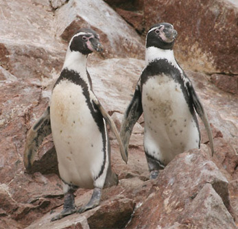 Humbolt Penguins
