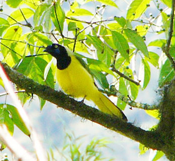 Green (Inca) Jay