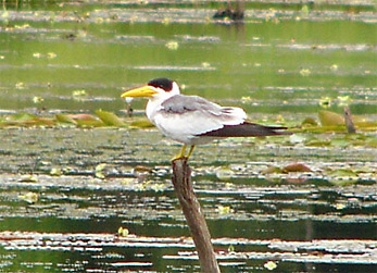 Large-billed Tern