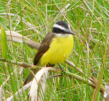 Lesser Kiskadee