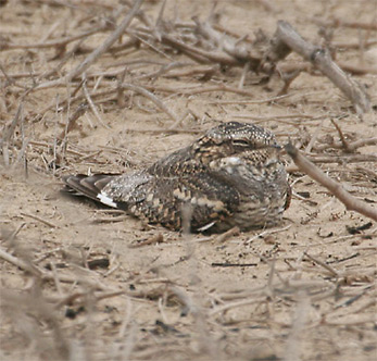 Lesser Nighthawk