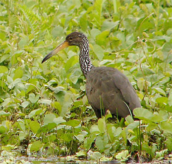 Limpkin