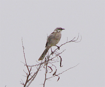 Long-tailed Mockingbird