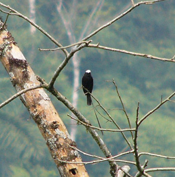Long-tailed Tyrant