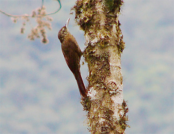 Montane Woodcreeeper