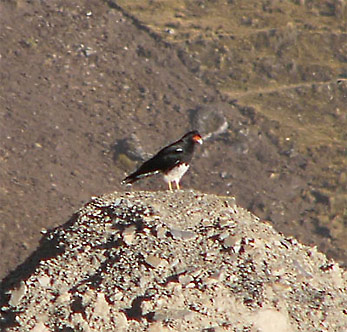 Mountain Caracara