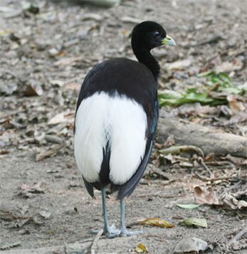Pale-winged Trumpeter