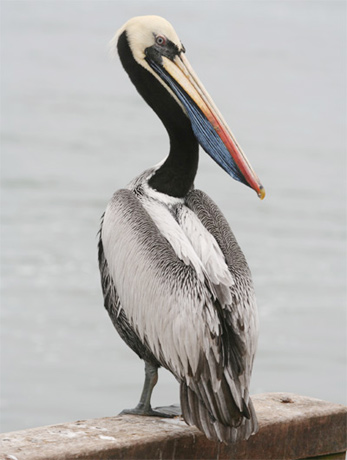 Peruvian Pelican