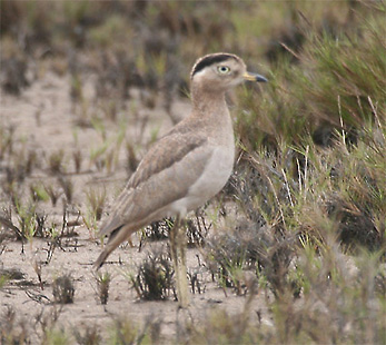 Peruvian Thick-knee