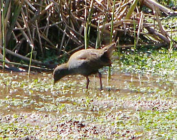 Plumbeous Rail
