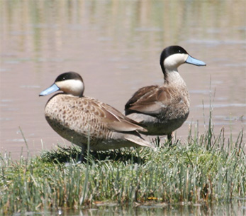 Puna Teal