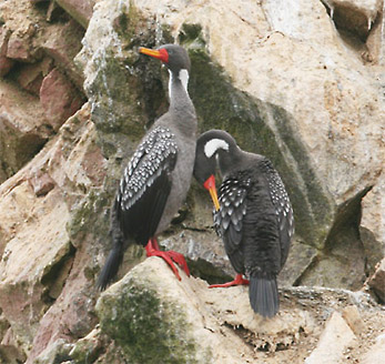 Red-legged Cormorant