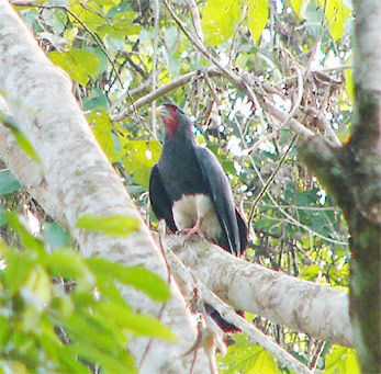 Red-throated Caracara