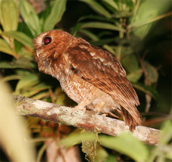 Rufescent Screech-owl