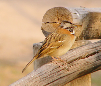Rufous-collared Sparrow