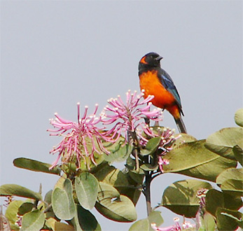 Scarlet-bellied Mountain-tanager