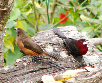 Silver-beaked Tanagers