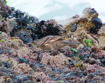 Surf Cincloides