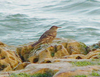 Surf Cincloides