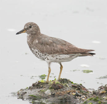 Surfbird
