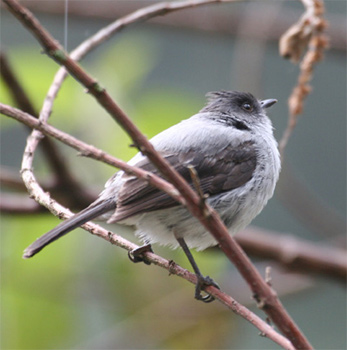 Torrent Tyrannulet