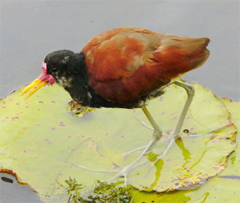 Wattled Jacana