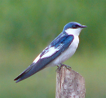 White-winged Swallow